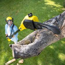 How Our Tree Care Process Works  in  Red Lake, AZ